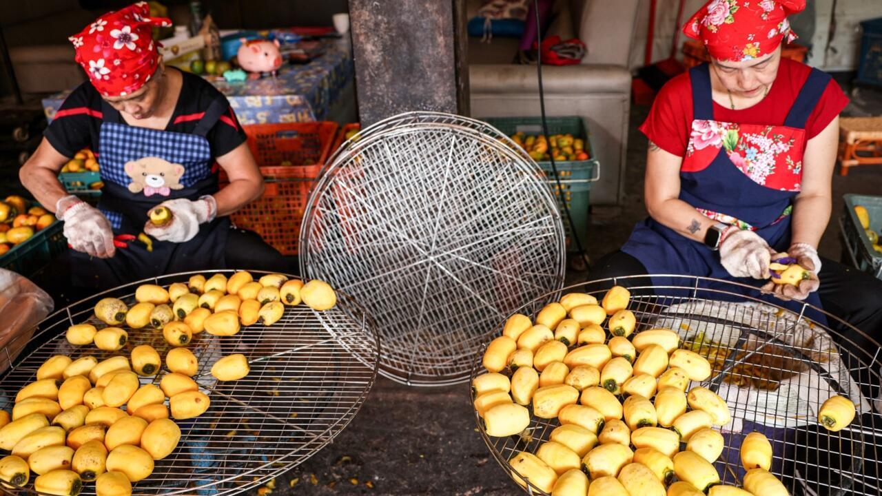 Blooming hard: Taiwan's persimmon growers struggle