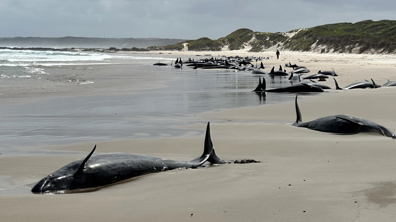 Pod of 157 dolphins stranded on remote Australian beach